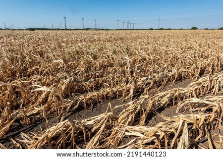 Drought-stricken corn crop in Hungary, EU. Dry corn because of the drought. Withered corn.  Royalty-Free Stock Photo #2191440123