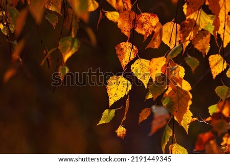 Linden leaves on a tree branch. Yellow, red and orange leaves glow in the sun. Autumn sunny day.