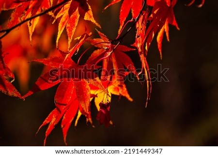 Maple leaves on a tree branch. Yellow, red and orange leaves glow in the sun. Autumn sunny day.
