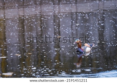 A wild duck floats on the surface of a pond with reflection in the water