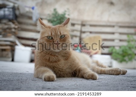 Orange tabby cat with an angry look lying down in a house backyard