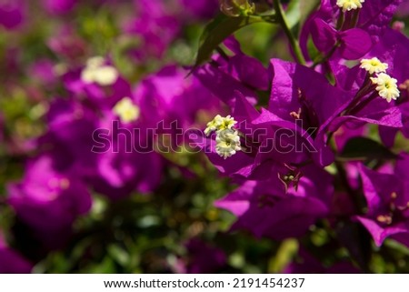Beautiful blooming pink bougainvillea flowers on the branch. Natural backgrounds. Flowers, gardening and hobbies concepts. Horizontal close-up.