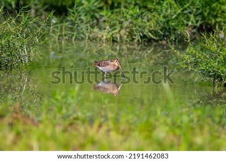 sandpiper bird feeding in the pond