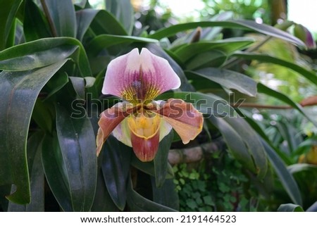 Venus slipper orchid flower green leaves