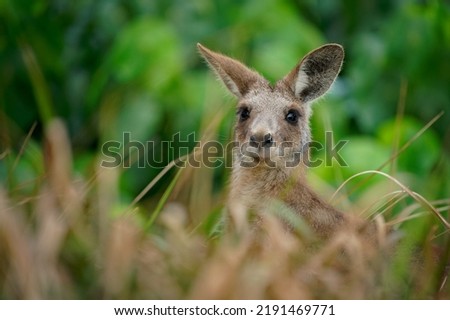 Eastern Grey Kangaroo (Macropus giganteus) on  meadow, very cute animal with baby with green background, australian wildlife, queensland, Brisbane, brown pouched mammal, marsupial. Royalty-Free Stock Photo #2191469771