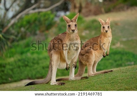 Eastern Grey Kangaroo (Macropus giganteus) on  meadow, very cute animal with baby with green background, australian wildlife, queensland, Brisbane, brown pouched mammal, marsupial.