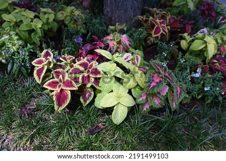 Coleus leaves. Lamiaceae ornamental foliage plant native to Southeast Asia.
Beautifully variegated leaves are used for group planting.