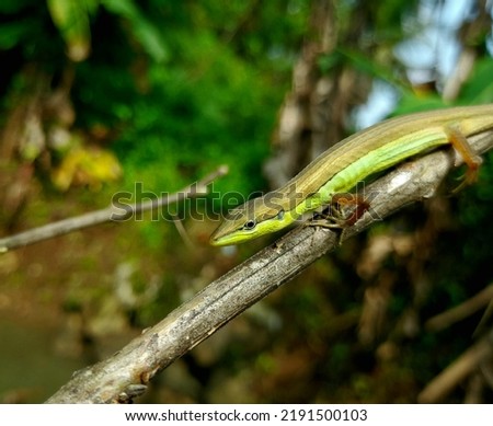 close up Grass lizard is a kind of long and slender lizard from the Lacertidae group which is widely distributed in tropical Southeast Asia, especially Indonesia