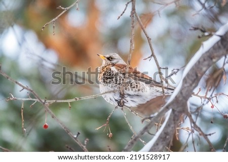 Fieldfare, lat. Turdus pilaris, sitting on the bush and feeding on wild red apples in winter or early spring time. Royalty-Free Stock Photo #2191528917