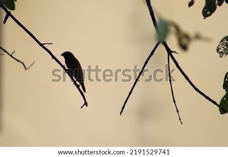 A shadow click of a beautiful sparrow. A sparrow is sitting on a branch. A beautiful picture of sparrow sitting on a branch clicked beautifully agianst the light 
