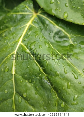 Picture of leaf in garden.