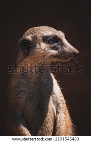 Curious meerkat portratit as always do