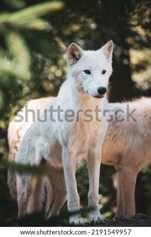 Beautiful white arctic wolf portrait 