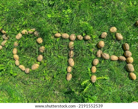 potatoes on green grass. large potatoes are lined with the letter O, T, A. edible alphabet. letters from vegetables. vegan products. potato letters.