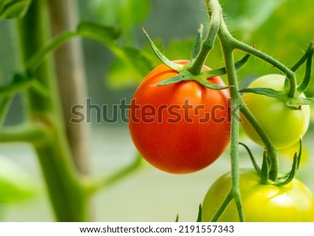 Red Ripe Tomato growing on a tomato plant inside a Greenhouse. Shallow depth of field.