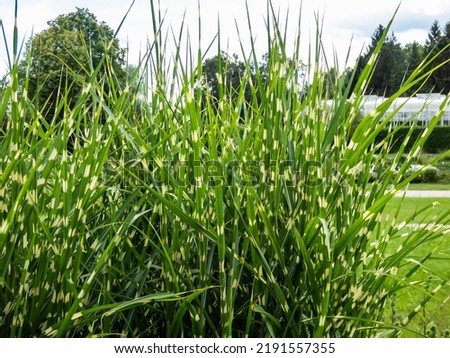 Porcupine Grass (Miscanthus sinensis) 'Strictus' - distinctive, ornamental grass with variegated foliage displaying unusual, horizontal, soft yellow rings along leaves