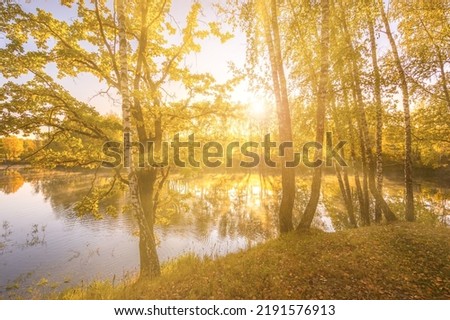Sunrise near the pond with birches with yellow leaves on a sunny golden autumn morning. Fog above the water. Leaf fall.
