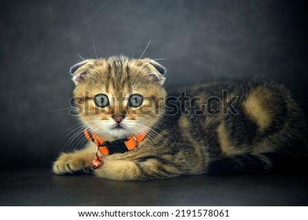 scottish fold kitten wearing an orange necklace Posing in a squat position The picture looks outstanding. cute little striped kitten A good and beautiful pedigree is playing on the dark gray sofa.