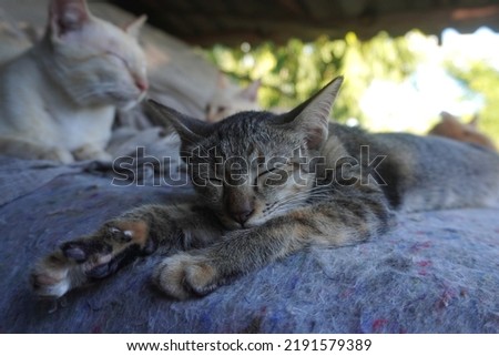 
Sleepy gray cat and sleepy yellow cat
