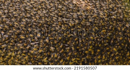 forest bee hive closeup picture, honey comb