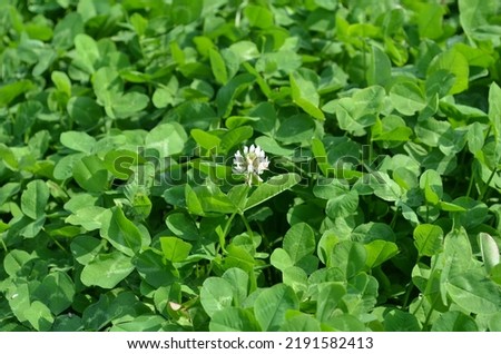 field of clover, green foliage and single flower, clover wallpaper or background
