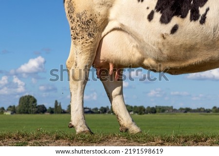 Cow udder and teat, soft pink and mammary veins, the behind half of the animal standing on a dike in the netherlands Royalty-Free Stock Photo #2191598619