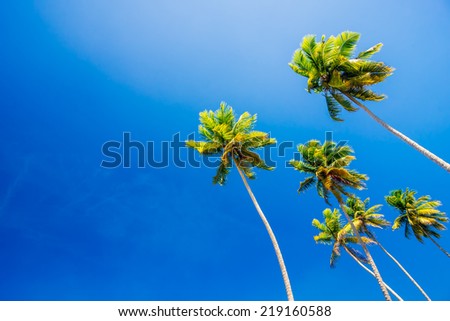 Palm trees on clear blue summer sky - wallpaper and background