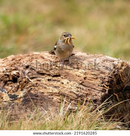 A female common chaffinch (Fringilla coelebs) seen collecting grubs in her beak in May Royalty-Free Stock Photo #2191620285