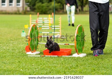 adorable rabbit bunny jumping over the obstacles during bunny race, green background, pet photography, bunny hop, kaninhop, Symbol of new year 2023, copy space, Easter concept