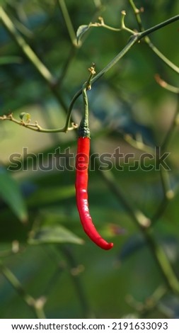 Red chili pepper hanging on a branch, image for mobile phone screen, display, wallpaper, screensaver, lock screen and home screen or background 