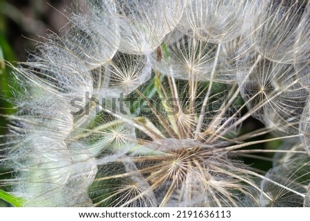Goatsbeard, Tragopogon pratensis, flower seed head close up with feathery seeds and a blurred background of leaves. Royalty-Free Stock Photo #2191636113