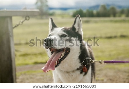 purebred siberian husky dog outdoors. High quality photo