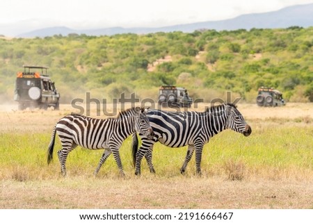 zebra standing in savanna grassland with background of safari tourist car at Masai Mara National Reserve Kenya Royalty-Free Stock Photo #2191666467