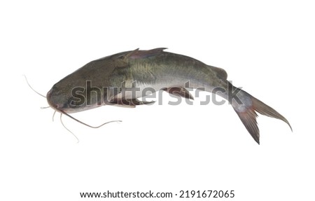 Fresh catfish isolated on white background Royalty-Free Stock Photo #2191672065