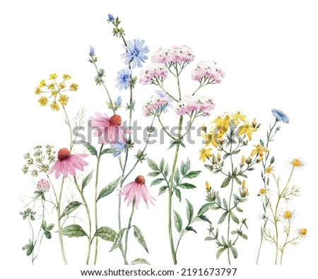 Beautiful floral composition with watercolor hand drawn summer wild field flowers. Stock illustration. Clip art.