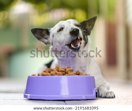Cute black and white dog eating kibble dog food from a bowl in backyard. Royalty-Free Stock Photo #2191681095