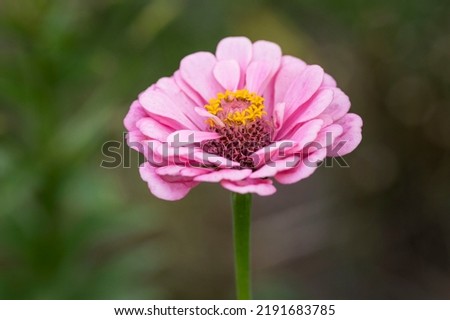 Head of a delicate pink zinnia flower in the garden. Landscaping. Close-up.