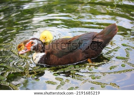 duck with yellow ducklings in the pond