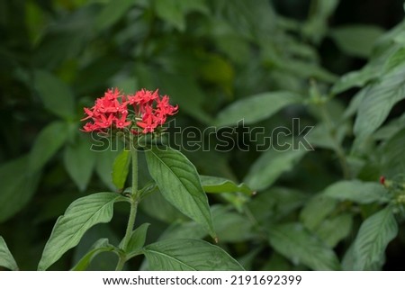 Red Color Flowers Picture HD