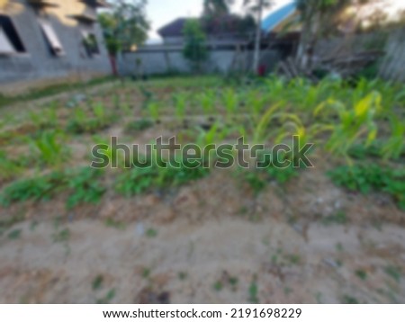 Blurred image of garden and gardening in house yard for digital background needs.