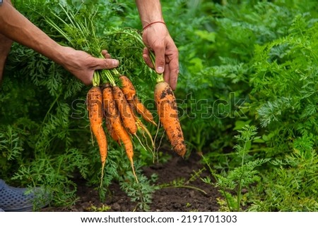 Male farmer harvesting carrots in the garden. Selective focus. Food. Royalty-Free Stock Photo #2191701303