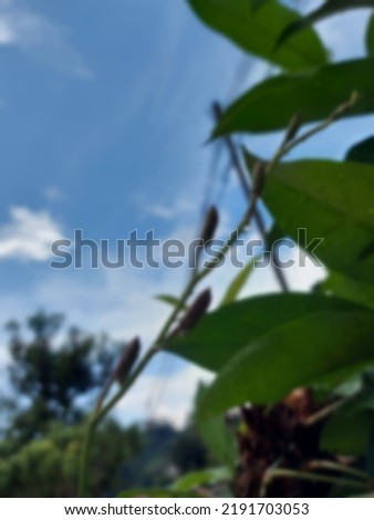 Blurred image of garden and gardening in house yard for digital background needs. orchid plant with blue sky blurred background.