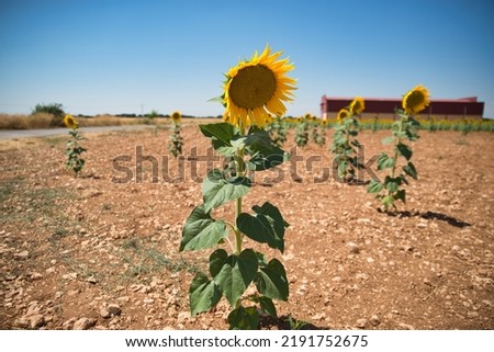 Field of sunflowers with blue sky. Views of the country side. Flower background picture