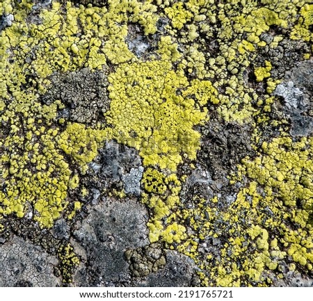 Mountain lichen on a rock in the Low Tatras in Slovakia