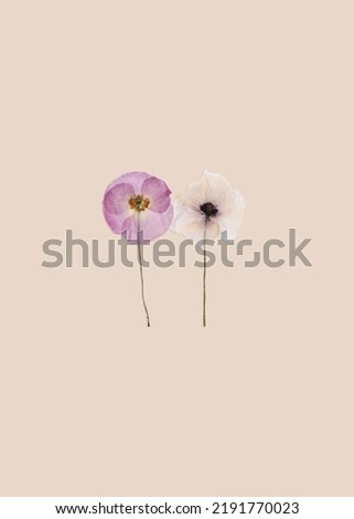 Composition of dried pressed Poppy flowers on a beige background. Creative concept greeting card for Memorial Day, Anzac Day, Remembrance day. Copy space.