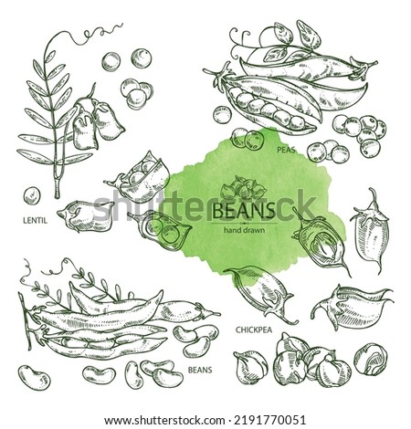 Collection of vegetables: peas, beans pod, chickpea beans and lentil. Vector hand drawn illustration. Royalty-Free Stock Photo #2191770051