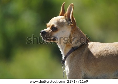 chihuahua in park on summer day