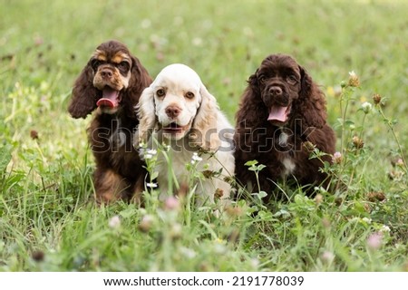Puppies American Cocker Spaniel with cute muzzles are sitting on the grass. Royalty-Free Stock Photo #2191778039