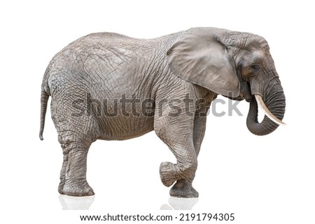 Walking elephant isolated on white. African elephant isolated on a uniform white background. Photo of an elephant close-up, side view.