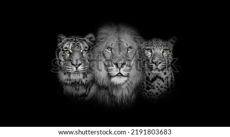 Black and white portrait of a Lion, a tiger and a leopard, together on black background, yellow eyed Royalty-Free Stock Photo #2191803683